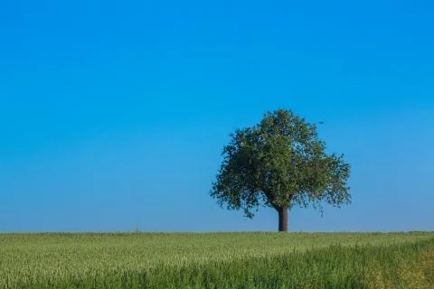 Apple tree in a wheat field Stock Photos