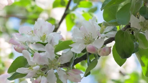 Apple tree white and pink flower blossoms Stock Footage 323265936