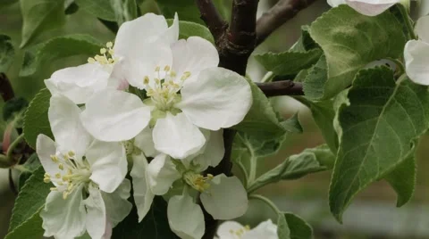 Apple tree white flowers closeup Stock Footage 42908999