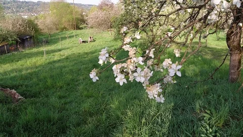 Apple tree with white flowers in springtime Stock Footage 128943972