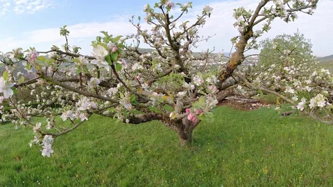 Apple tree with white pink flowers in springtime Stock Footage 129513073