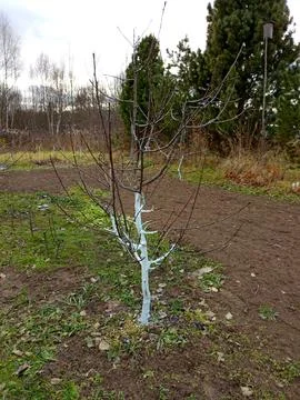 Apple tree with whitewashed trunk against the background of cedars and a bi.. Stock Photos