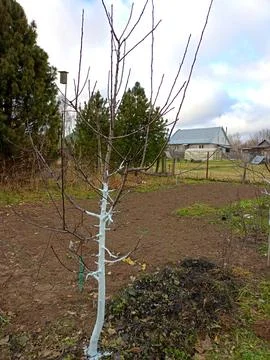 Apple tree with whitewashed trunk against the background of a rural house a.. Stock Photos