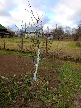 Apple tree with whitewashed trunk against the background of rural houses Stock Photos