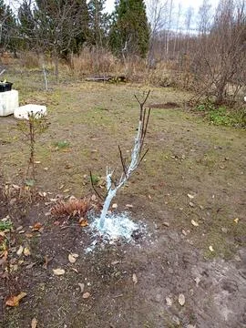 Apple tree with whitewashed trunk in the garden in late autumn Stock Photos