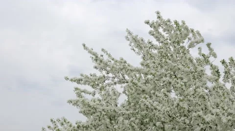Apple Tree, Wind, Close Up Stock Footage 50125292