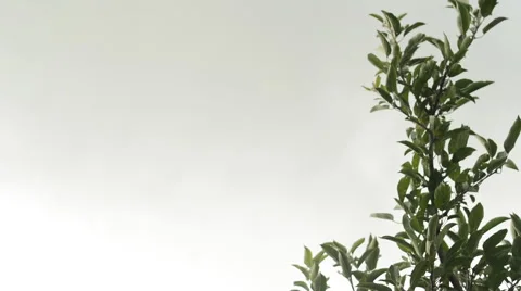 APPLE TREE ON WINDY DAY 스톡 동영상 46625415