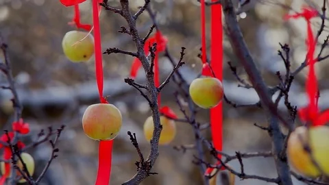 Apple Tree on Winter Stock Footage 71601621