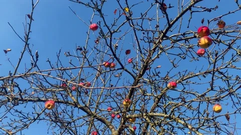 Apple tree without foliage in autumn with ripe red apples on the branches Stock Footage 220913296