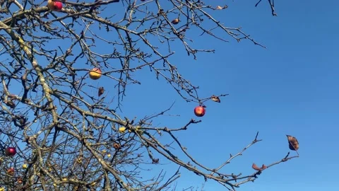 Apple tree without foliage in autumn with ripe red apples on the branches Stock Footage 220913299