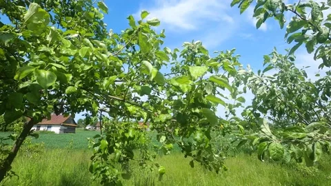 An apple tree without fruit because of early frosts Stock Footage 132805764