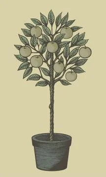 Apple tree woodcut Stock Illustration