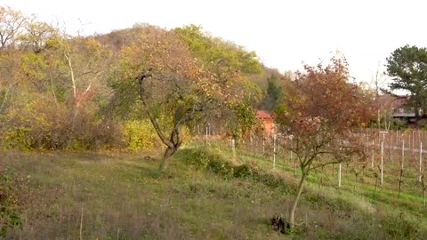 Apple tree with yellow-orange leaves and ripe apples in rustic country garden Stock Footage 168315811