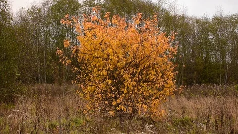Apple tree with yellowing leaves Stock Footage 117419124