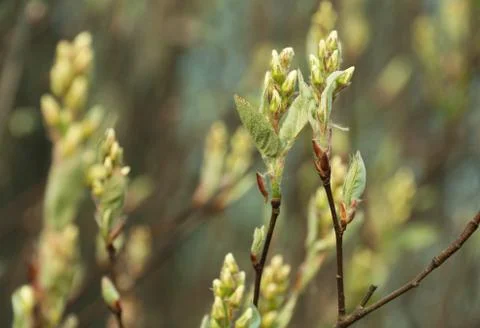 Apple-tree young foliage Stock Photos