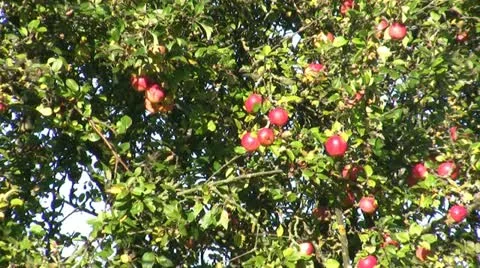 Apple tree zoom out Stock Footage 11241844