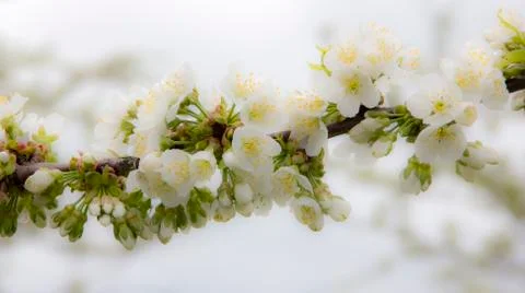 Apple treee flowers blooming - high key Stock Photos