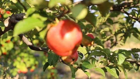 Apple on tree/Fruit/Nature/garden Stock Footage 71035117