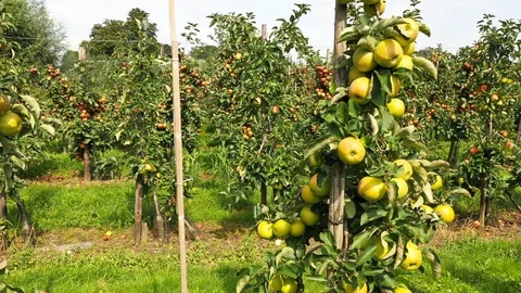 Apple treegaard with red and yellow apples from above 動画素材 115085584