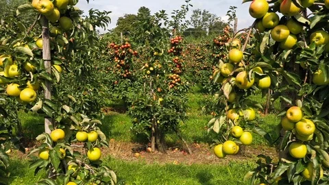 Apple treegaard with red and yellow apples from above Stock-Footage 115085595