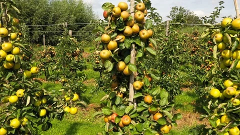 Apple treegaard with red and yellow apples from above Stock-Footage 115085626