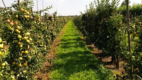 Apple treegaard with red and yellow apples from above Stock-Footage 115085679