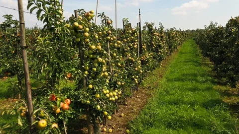 Apple treegaard with red and yellow apples from above Stock-Footage 115085705