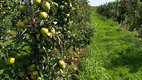 Apple treegaard with red and yellow apples from above Stock-Footage 115085790