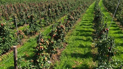 Apple treegaard with red and yellow apples from above Stock-Footage 115085797