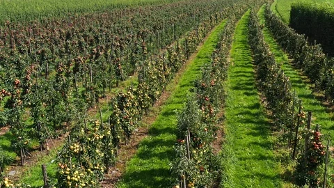Apple treegaard with red and yellow apples from above Stock-Footage 115085860