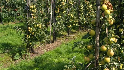 Apple treegaard with red and yellow apples from above Stock-Footage 115085922