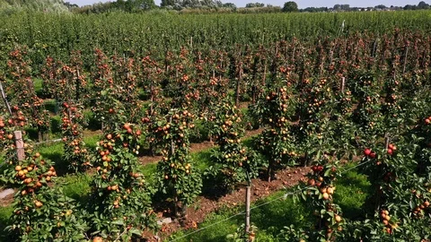Apple treegaard with red and yellow apples from above Video stock 115085923