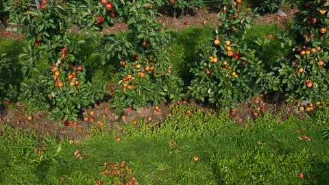 Apple treegaard with red and yellow apples from above Video stock 115085988