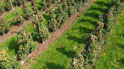 Apple treegaard with red and yellow apples from above Stock-Footage 115086037