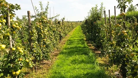 Apple treegaard with red and yellow apples from above Video stock 115086052