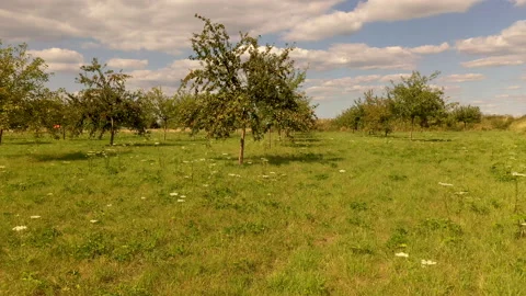 Apple treegaard with red and yellow apples from above 動画素材 138037393