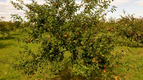 Apple treegaard with red and yellow apples from above 動画素材 138046605