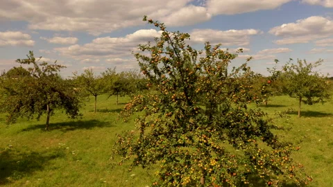 Apple treegaard with red and yellow apples from above 動画素材 138046731
