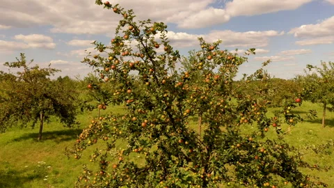 Apple treegaard with red and yellow apples from above 動画素材 138046783