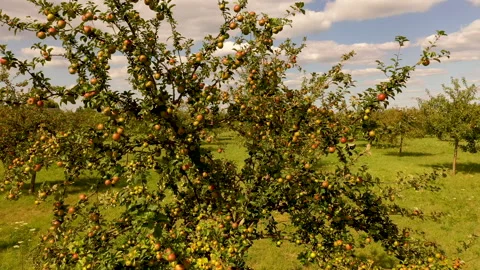 Apple treegaard with red and yellow apples from above Video stock 138046919