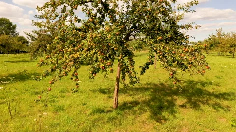 Apple treegaard with red and yellow apples from above 動画素材 138047007