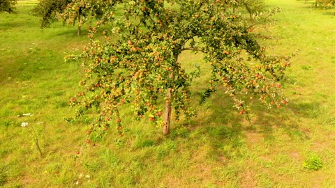 Apple treegaard with red and yellow apples from above 動画素材 138047021