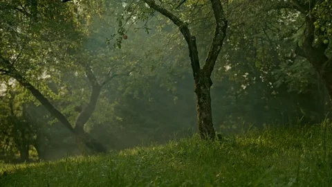Apple trees and beams 01/02, medium shot Vídeo Stock 80756966