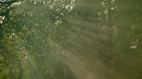 Apple trees and beams 02/02, medium shot Vídeo Stock 80756327