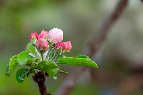 Apple trees and cherries bloom, plums, pears and flowers bloom. Stock Photos