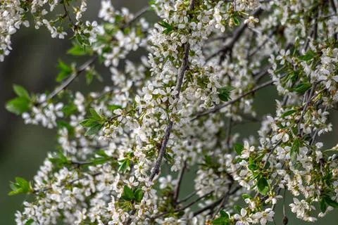 Apple trees and cherries bloom, plums, pears and flowers bloom. Foto stock