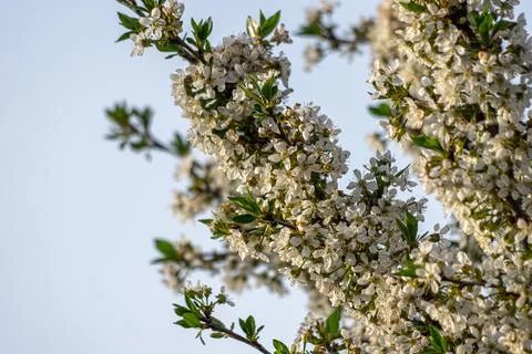 Apple trees and cherries bloom, plums, pears and flowers bloom. Stock Photos