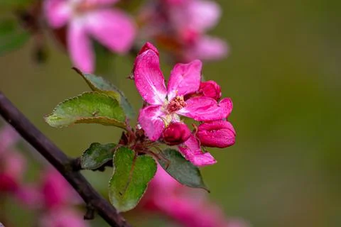 Apple trees and cherries bloom, plums, pears and flowers bloom. Stock Photos