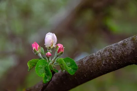 Apple trees and cherries bloom, plums, pears and flowers bloom. Stock Photos