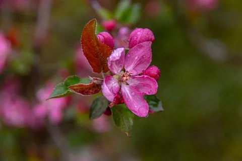 Apple trees and cherries bloom, plums, pears and flowers bloom. Stock Photos